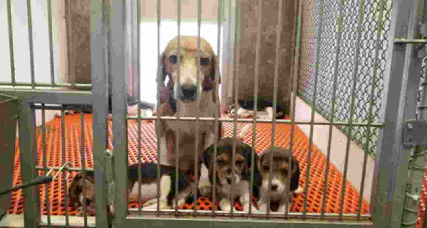 Telangana bio-lab under fire for animal cruelty