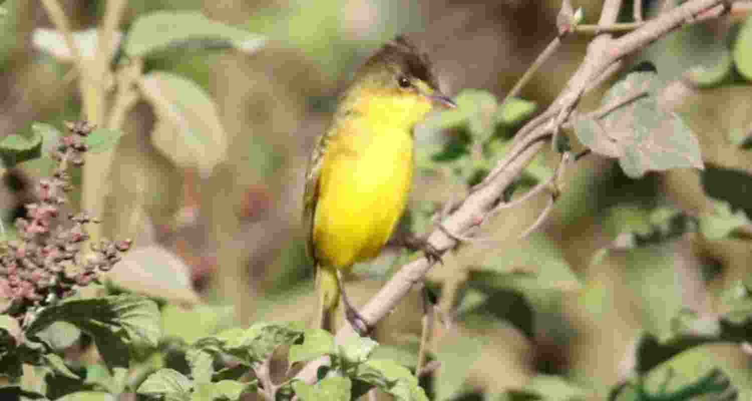 Why mountain birds sing at dawn