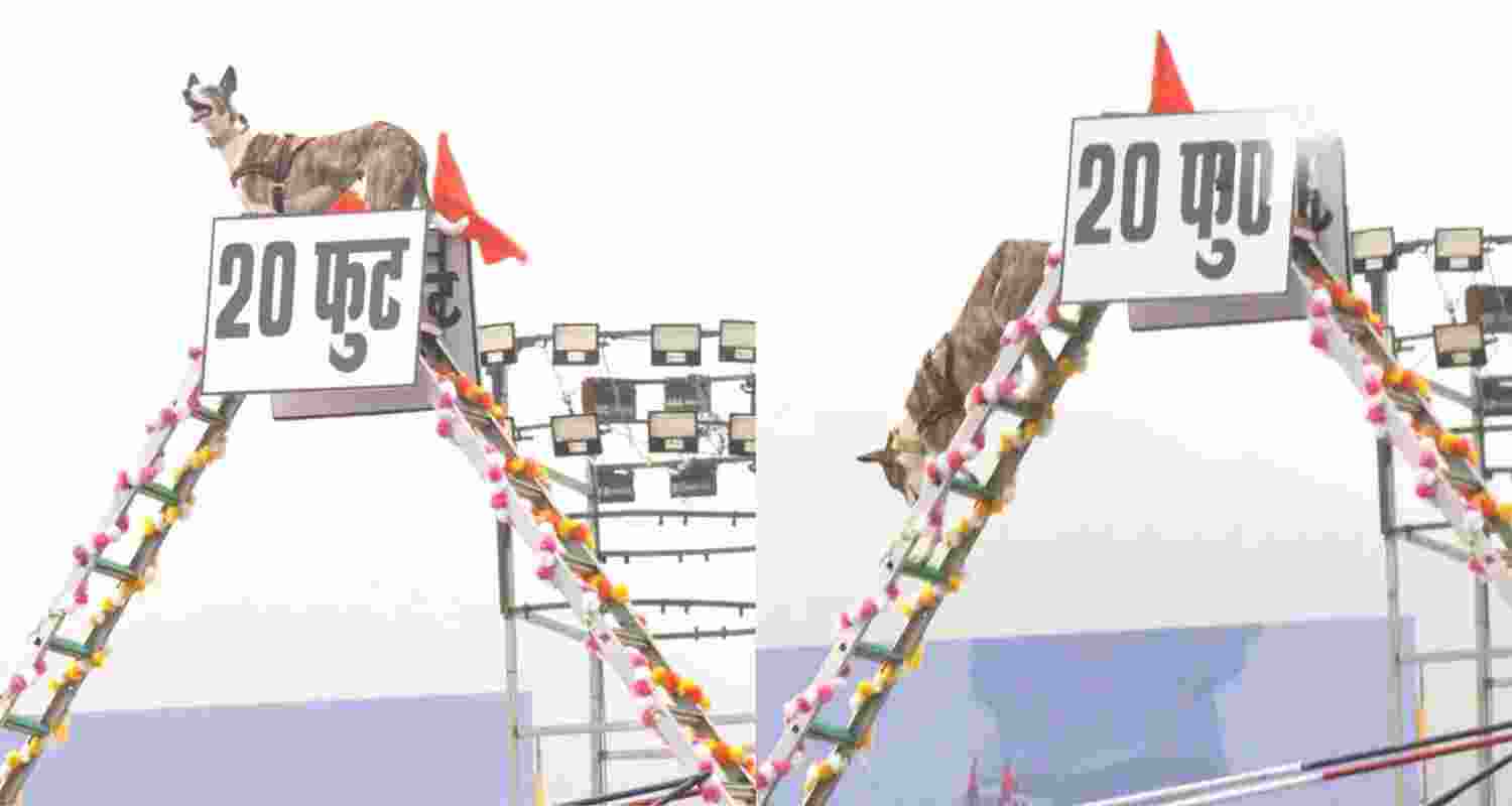 BSF dog squad rehearsing for Rashtriya Ekta Diwas. 