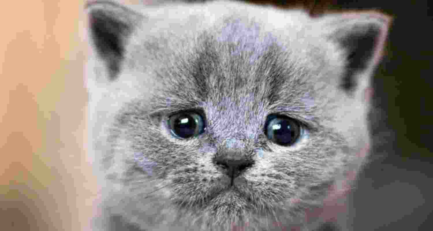 Declawing Cats means a lifetime of pain