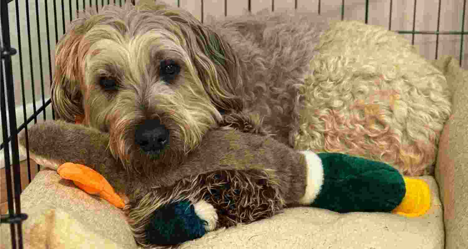 Your dog isn't prepping for the apocalypse