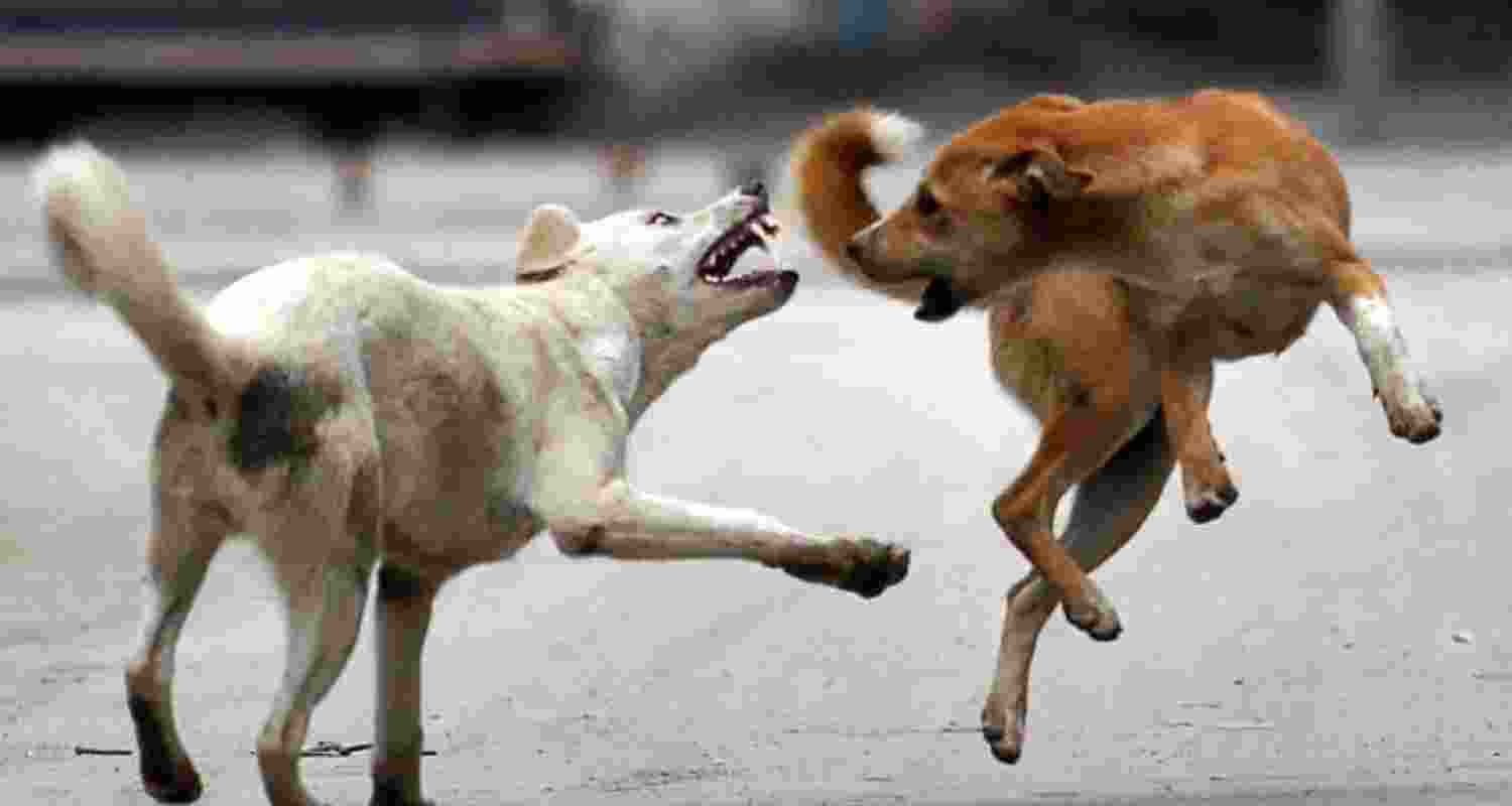 Rise of the stray pack: India's new urban territory wars