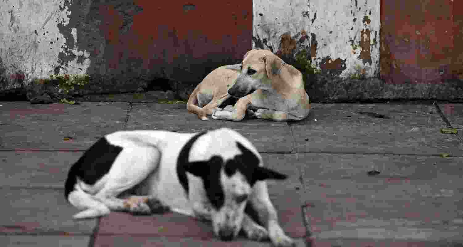 A representative image.