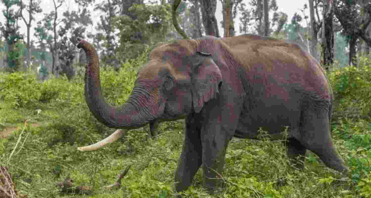 Two killed in elephant attack in Jharkhand