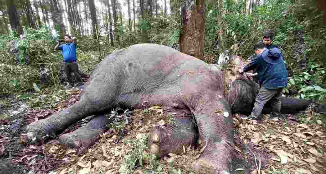 Elephant killed in fight over territory in Kurseong forest
