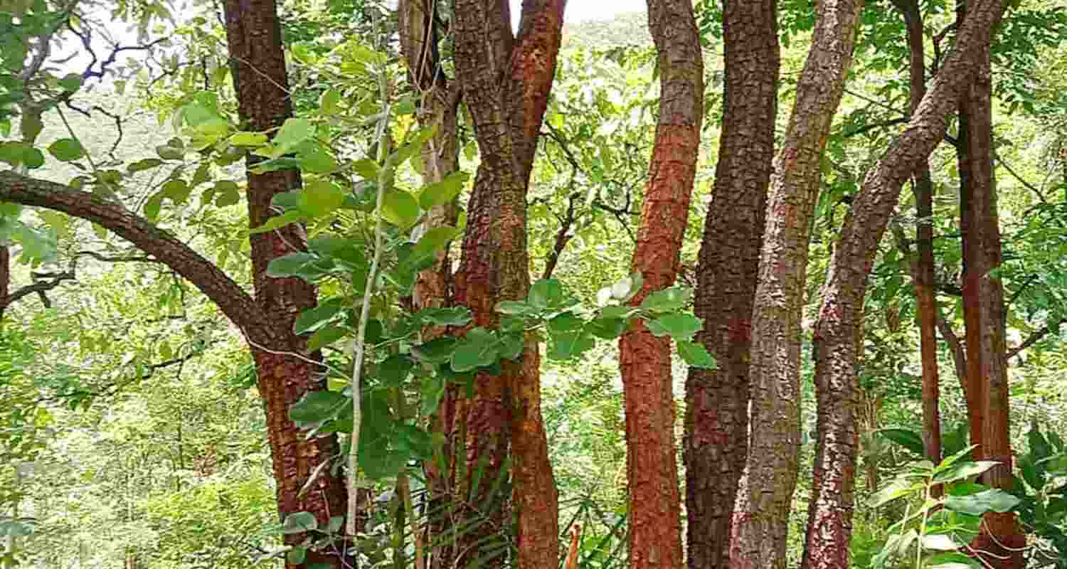 With this tranche, ABS funds disbursed exclusively for the conservation of Red Sanders have crossed ₹101 crore since the mechanism was operationalized