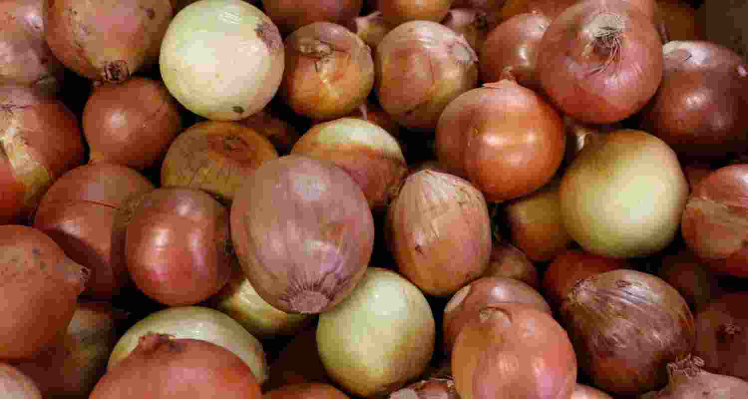 Political circles in Dhaka have already accused the Yunus-led interim government of displaying an “anti-India stance” since coming to power. This sudden ban has only intensified that criticism. Despite Bangladesh’s soaring onion prices, import permits (IPs) for Indian onions have been completely stopped