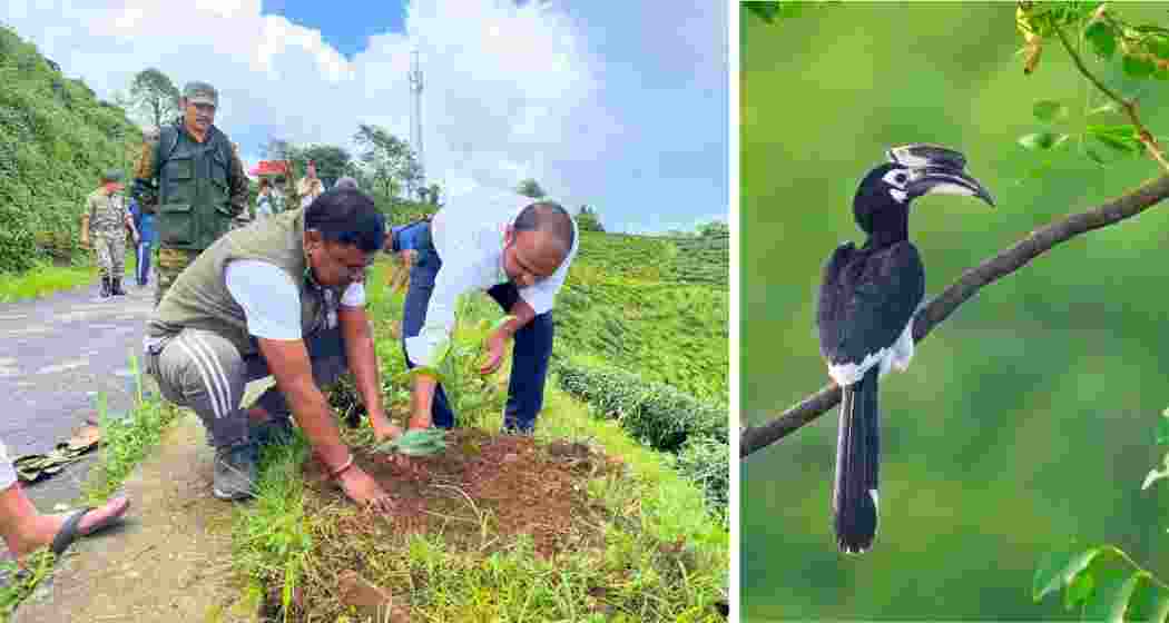 Forest staff plant jamun and kafal saplings near Mahaldiram Tea Garden, Darjeeling district, on 3 July 2025 as part of a 50,000‑tree drive to revive endangered hornbills. 