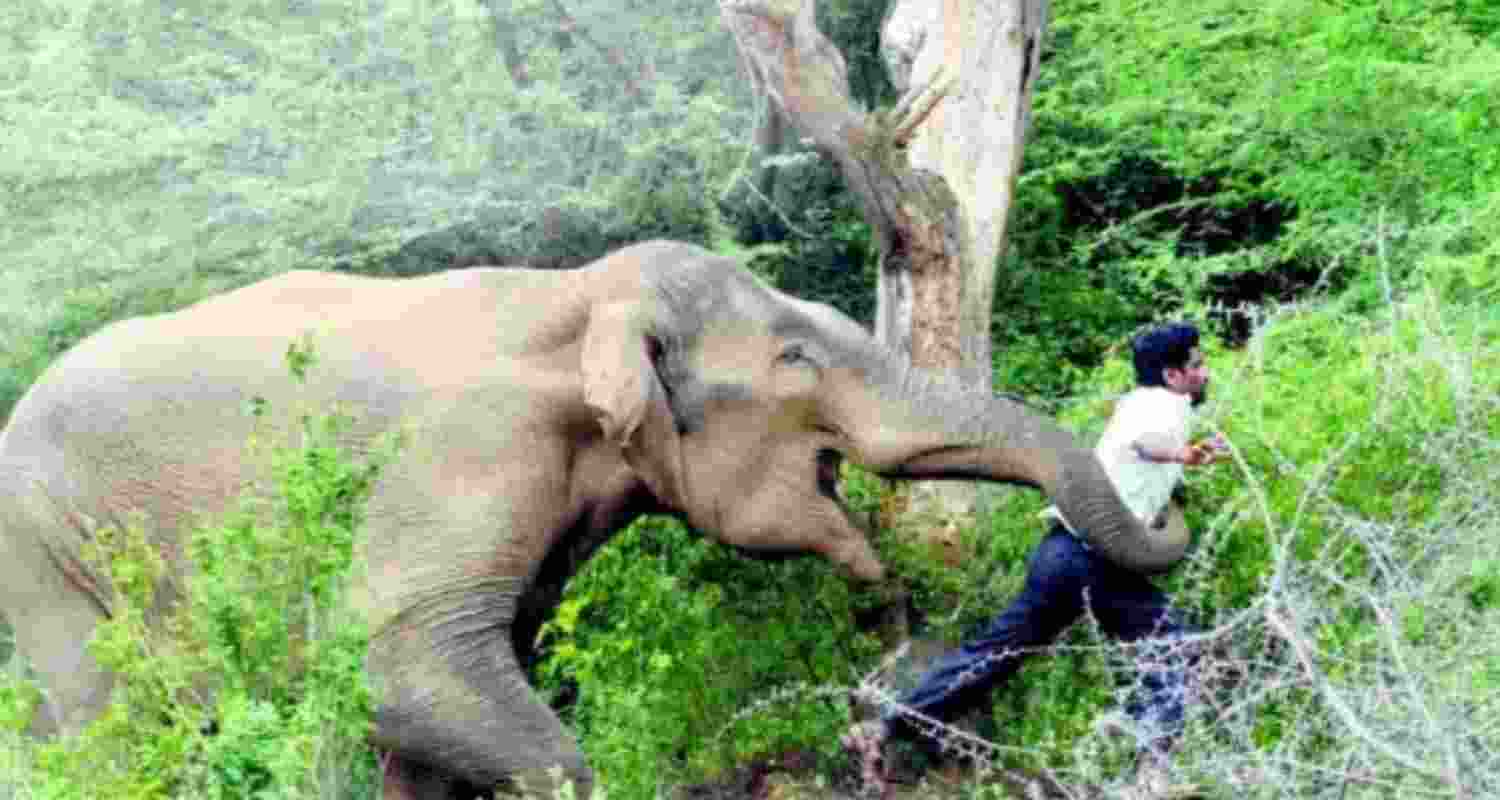 Odisha: 68 people died in human-wildlife conflict, says minister