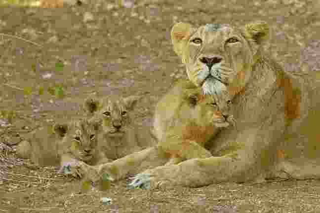 Gujarat to have lion, tiger, leopard in a natural habitat