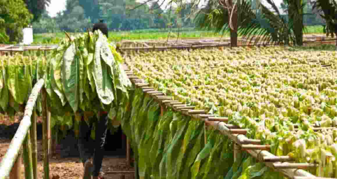 Andhra tobacco farmers face uncertainty due to price crash