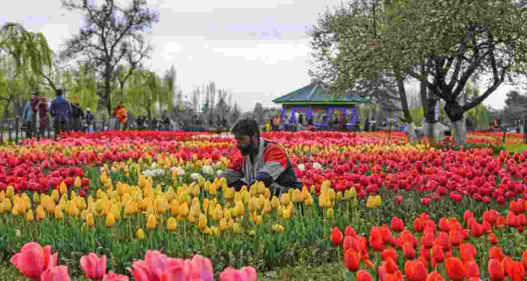 Final touch is given to flowers at the Indira Gandhi Memorial Tulip Garden in Srinagar, which is the largest in Asia. The garden is set to open on March 26, showcasing 1.7 million bulbs, including new varieties from the Netherlands