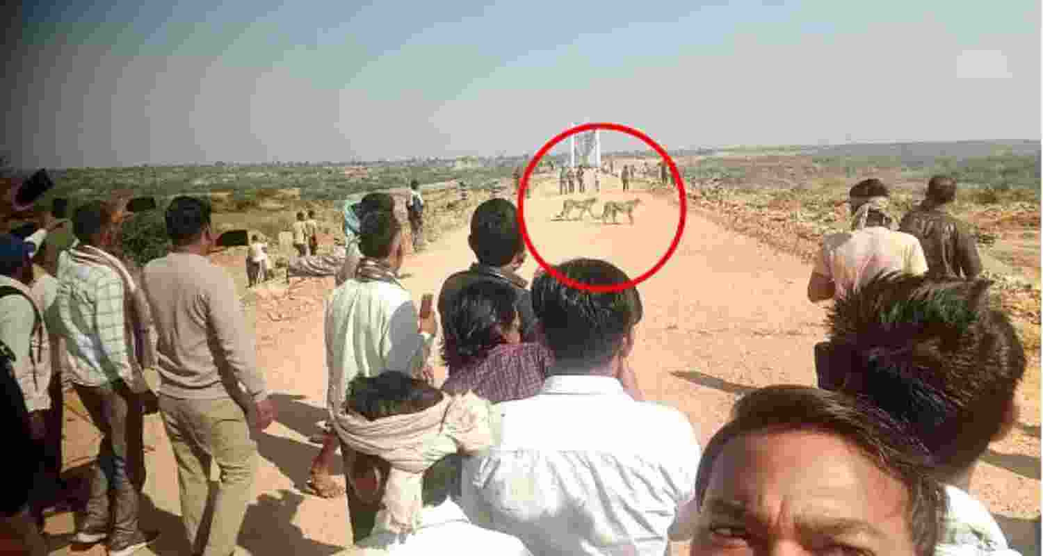 Cheetah Jwala and cubs stray from Kuno, villagers react