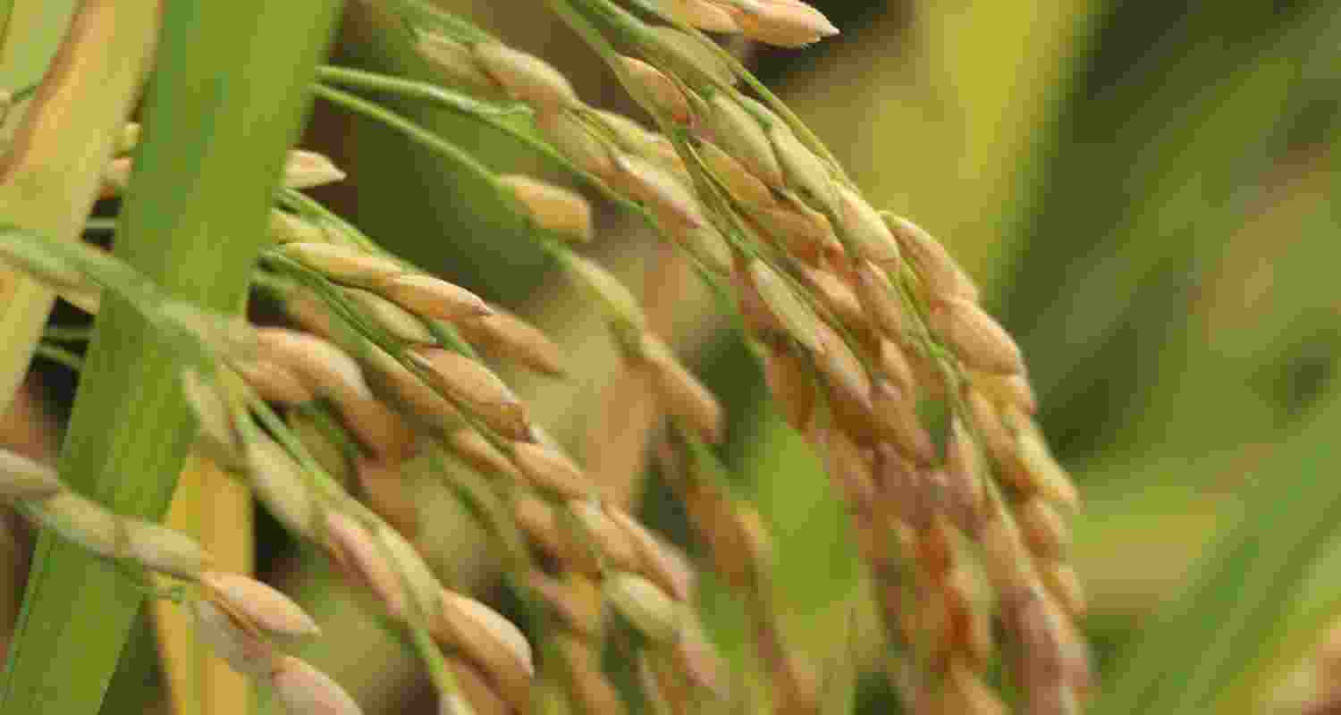 Punjab farmers continue to cultivate high-yield but environmentally harmful Pusa 44 paddy variety.