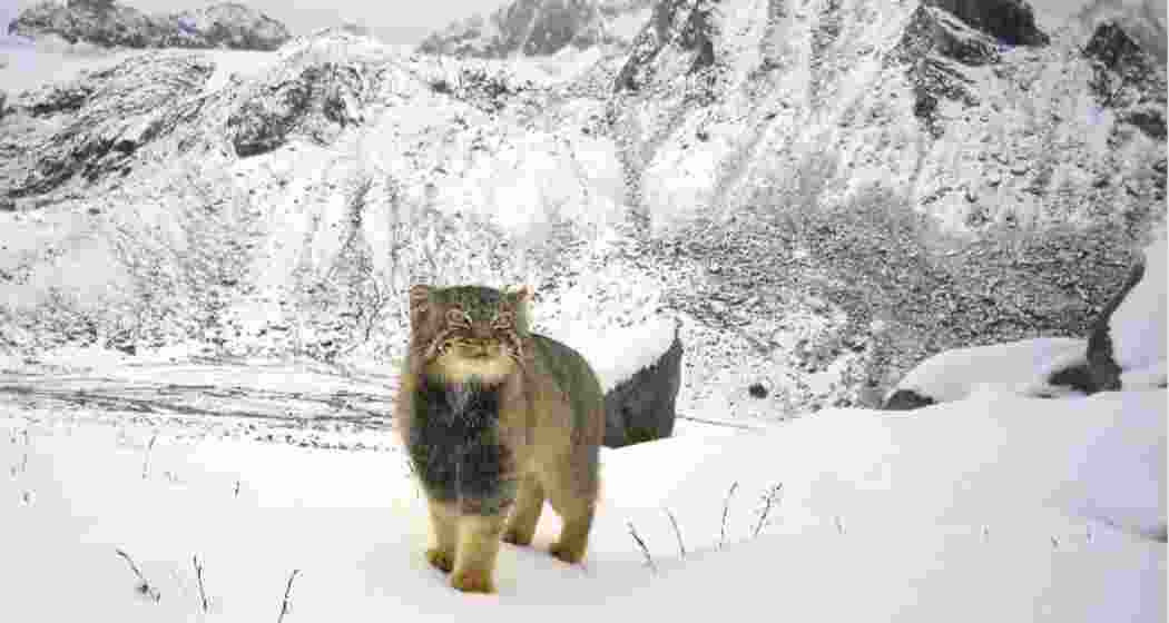 The elusive Pallas’s cat. 