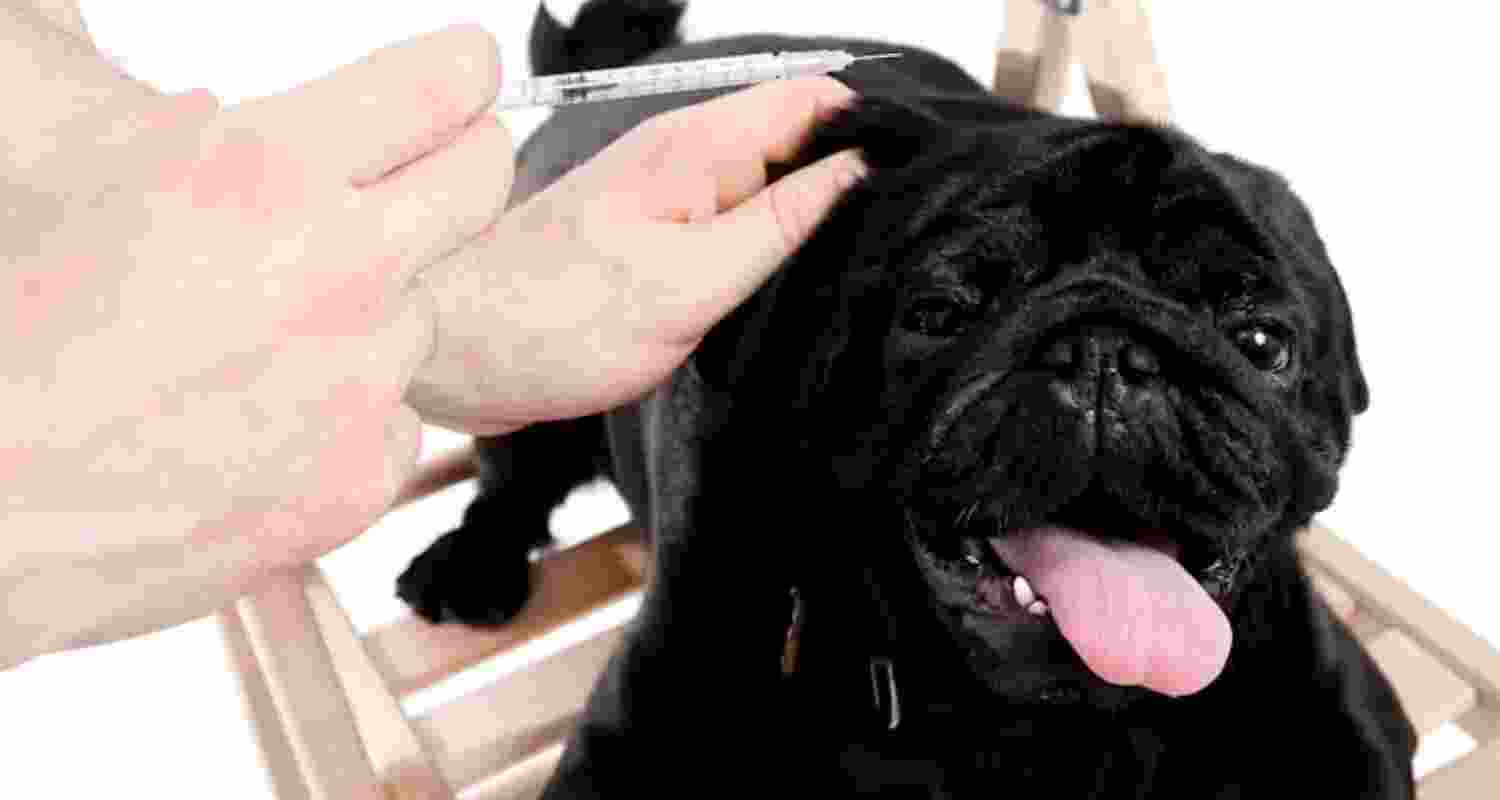 Pet diabetes: Here’s how to keep your cats and dogs healthy
