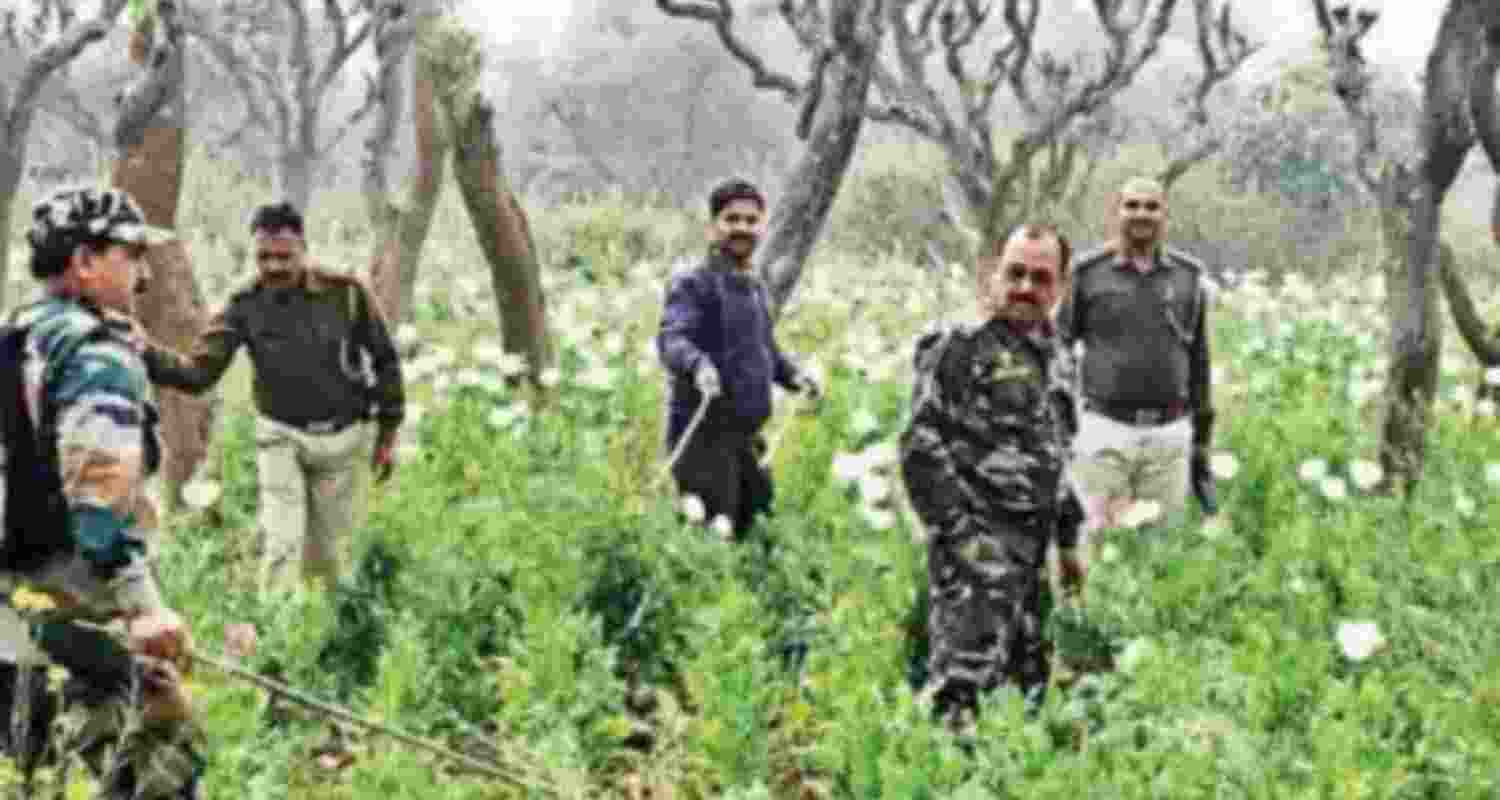 A representative image where police destroying illegal poppy cultivation.