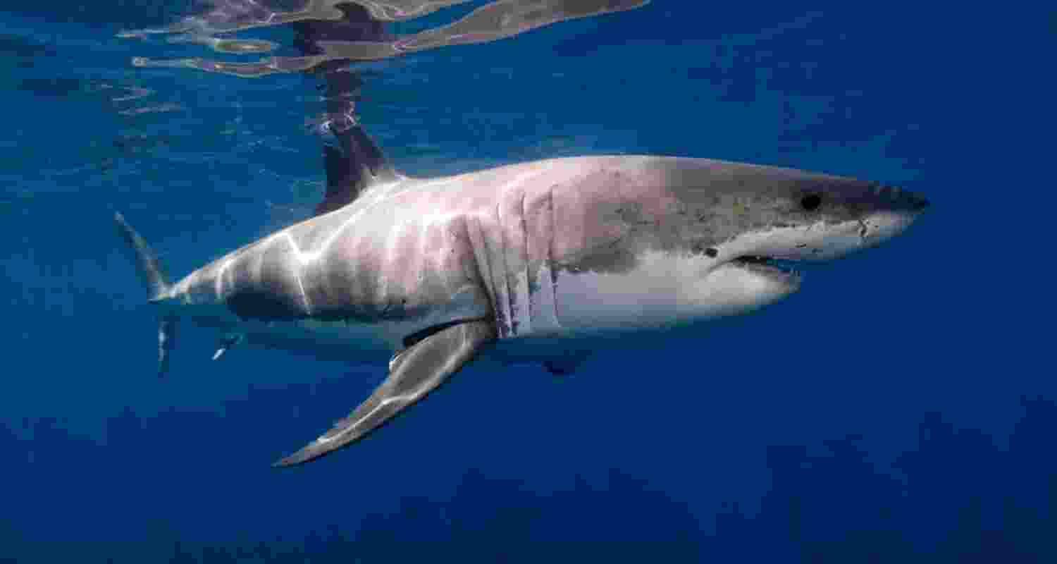 Great white sharks morph into ‘bone-slicers’ as they mature