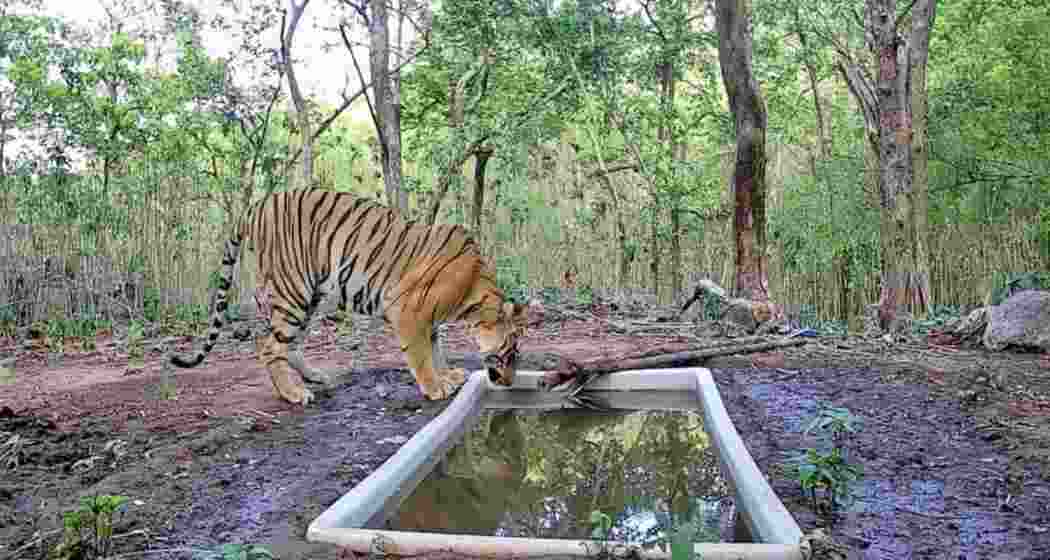 A five-year-old Royal Bengal tiger captured on a camera trap inside Ratan Mahal Wildlife Sanctuary, where officials say it has lived for nine months, marking the species’ return to Gujarat.