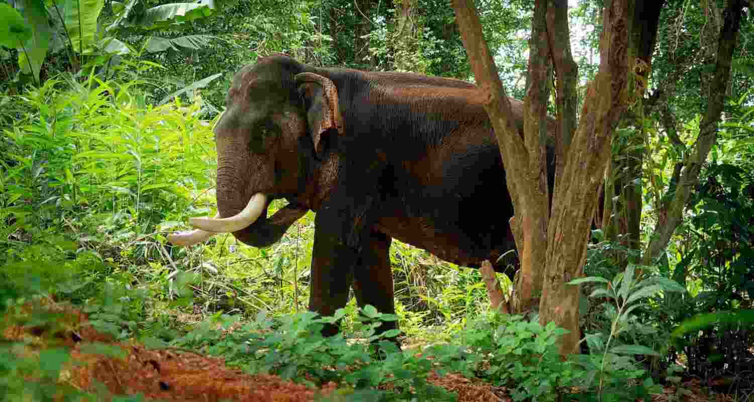 Chhattisgarh elephant attack claims two lives.
