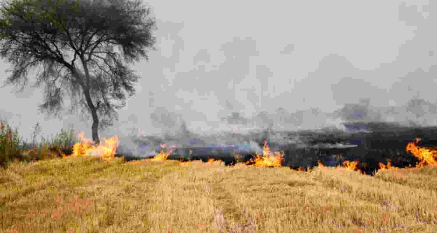 Delhi pollution: SC asks Punjab,Haryana action on stubble burning