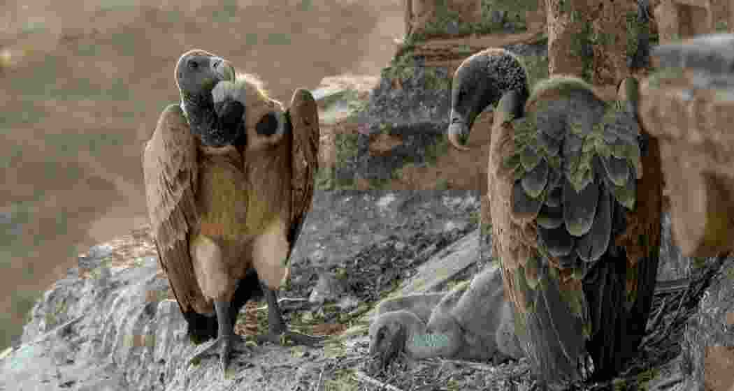 Long-billed vulture rests on a cliffside nest.