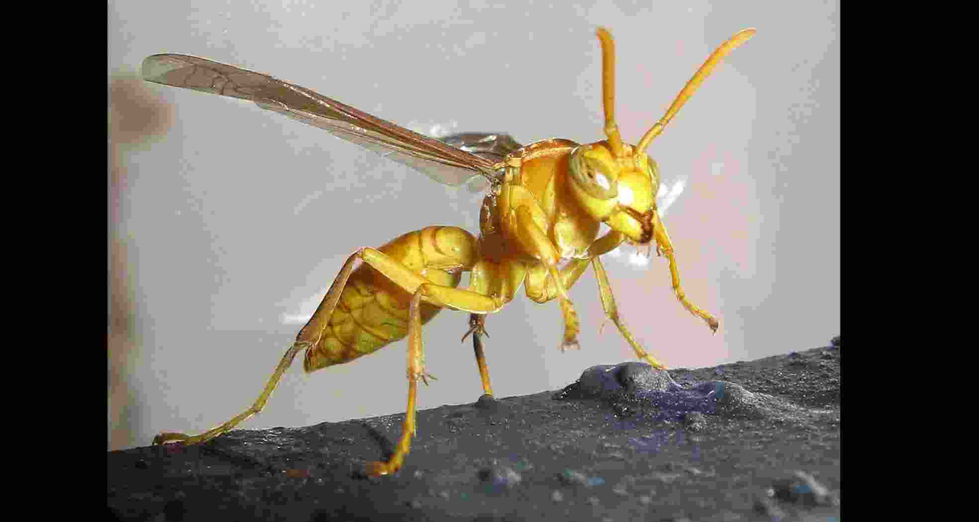 25 of family stung by wasps in Himachal, 5 critical
