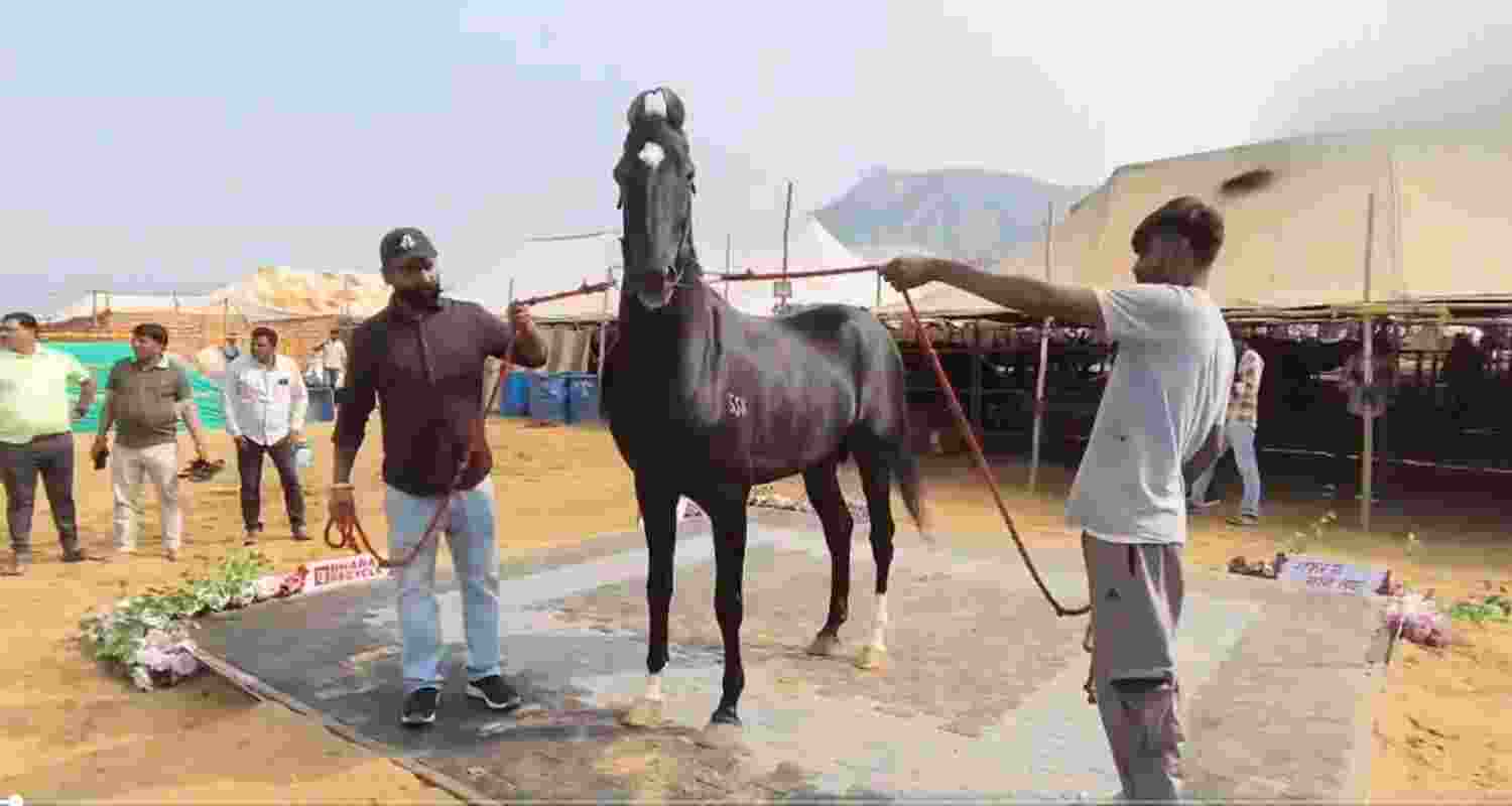 Horse from Chandigarh, priced at Rs 15 crore, draws attention at Pushkar Cattle Fair.