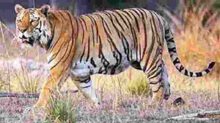 Tadoba reserve survey: 55 tigers, 17 leopards among 5,000 animals spotted