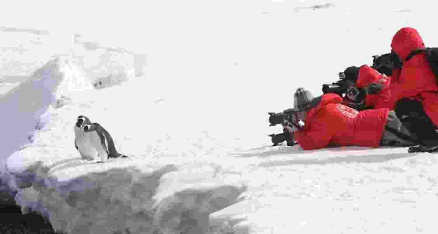 Are tourists in Antarctica a growing hazard?