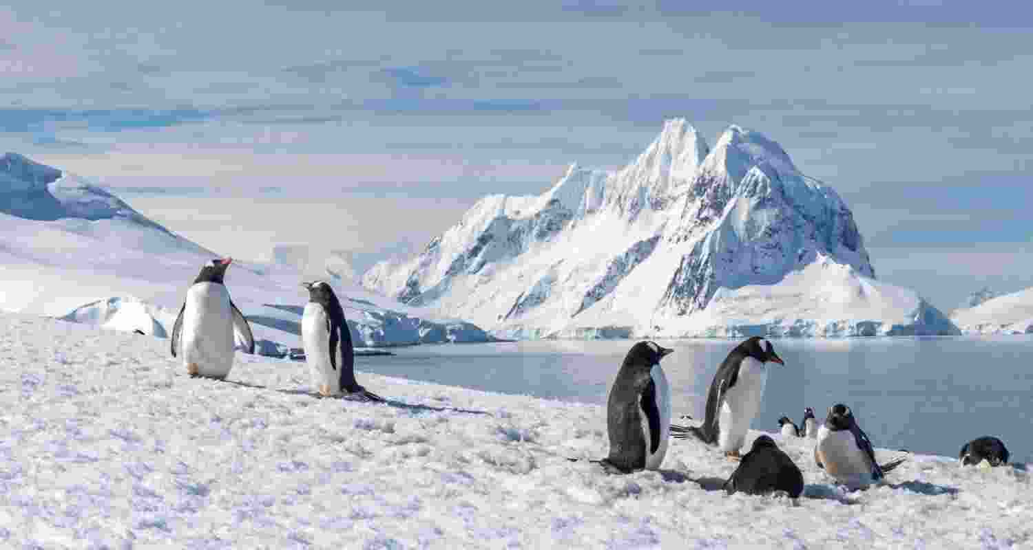 How insects and tiny animals survive in Antarctica