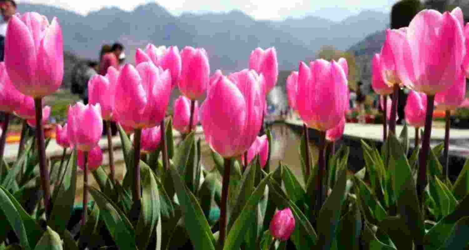 Asia’s largest Tulip Garden in Srinagar.
