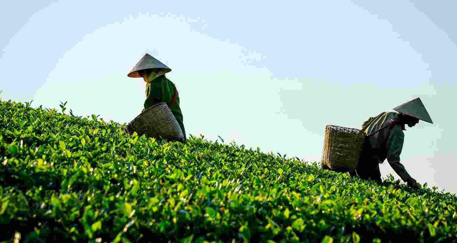 Assam hikes tea garden workers’ daily wages by Rs 30 from April 1; Himanta Biswa Sarma says wages may cross Rs 300 after labour reforms.