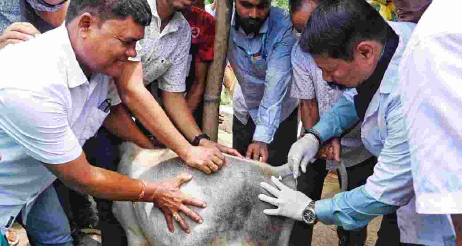 Assam minister Atul Bora administering vaccines to flood-affected animals in Golaghat's Bongkuwal village.