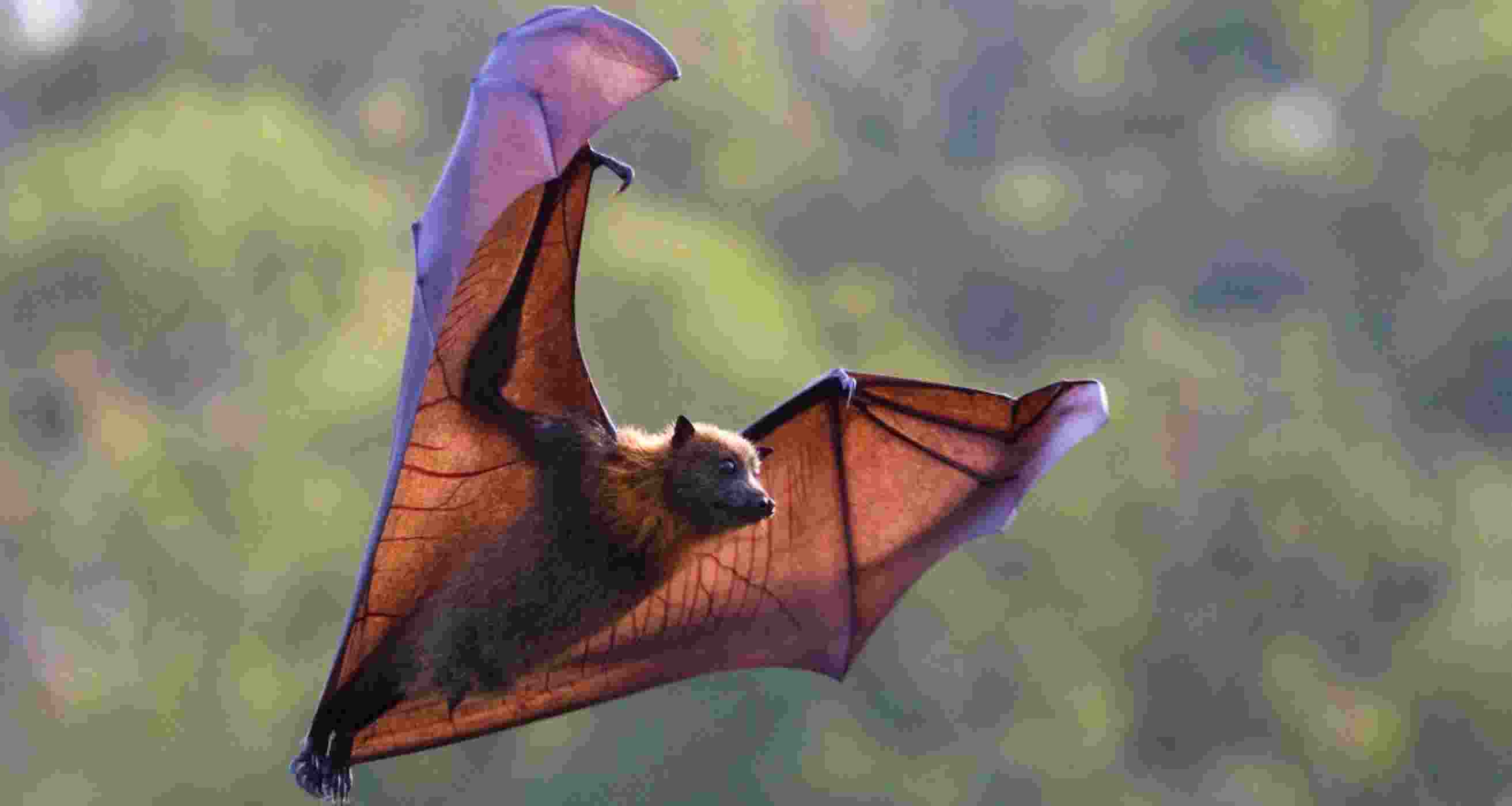Climate change threatening survival strategy of bats