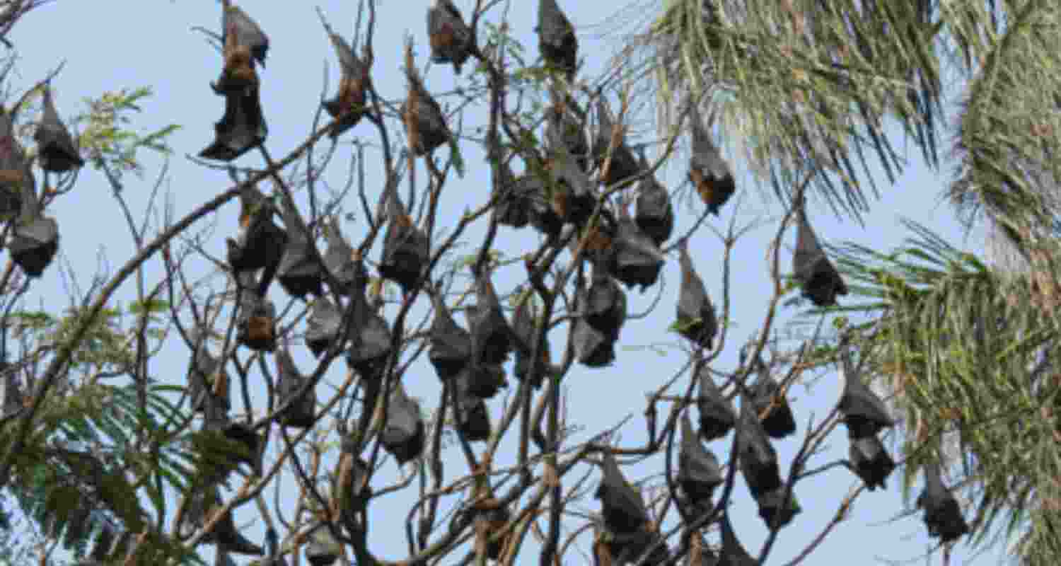 Kolkata zoo bats undergo RT-PCR tests amid Nipah scare
