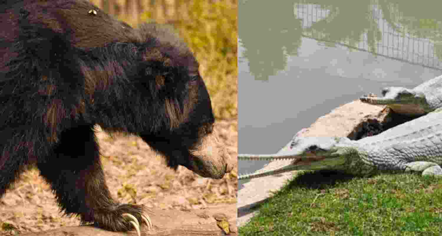 Bengal Safari Park welcomes 18 new animals ahead of Durga Puja