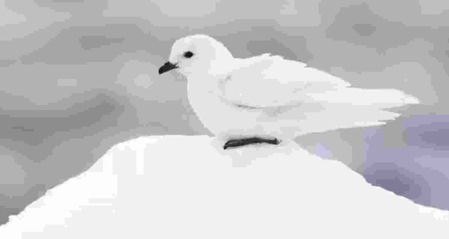 Rare birds of southern hemisphere being ignored