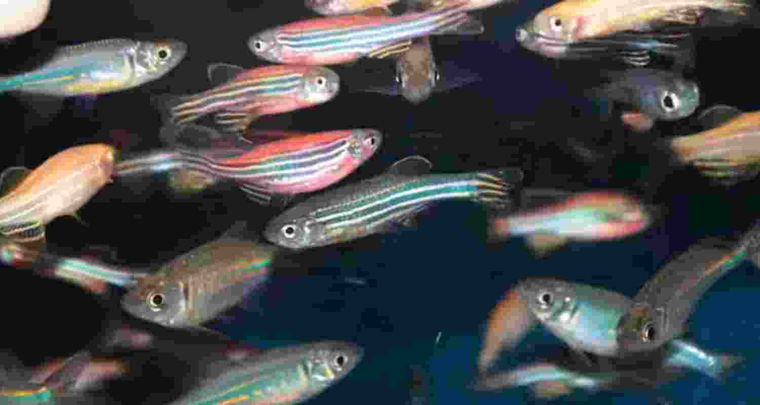 Pesticides thwarting social circle of fish