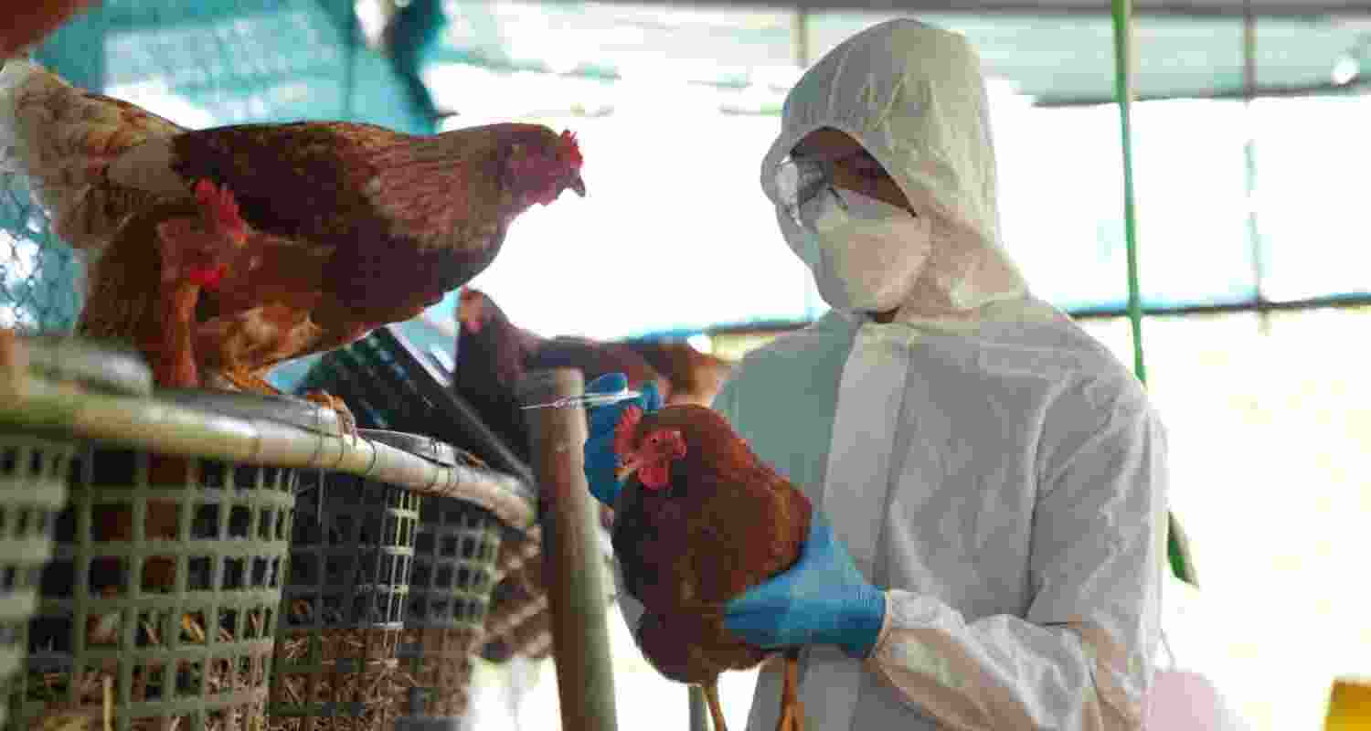 Bird flu: Rapid response teams in all districts of Jharkhand