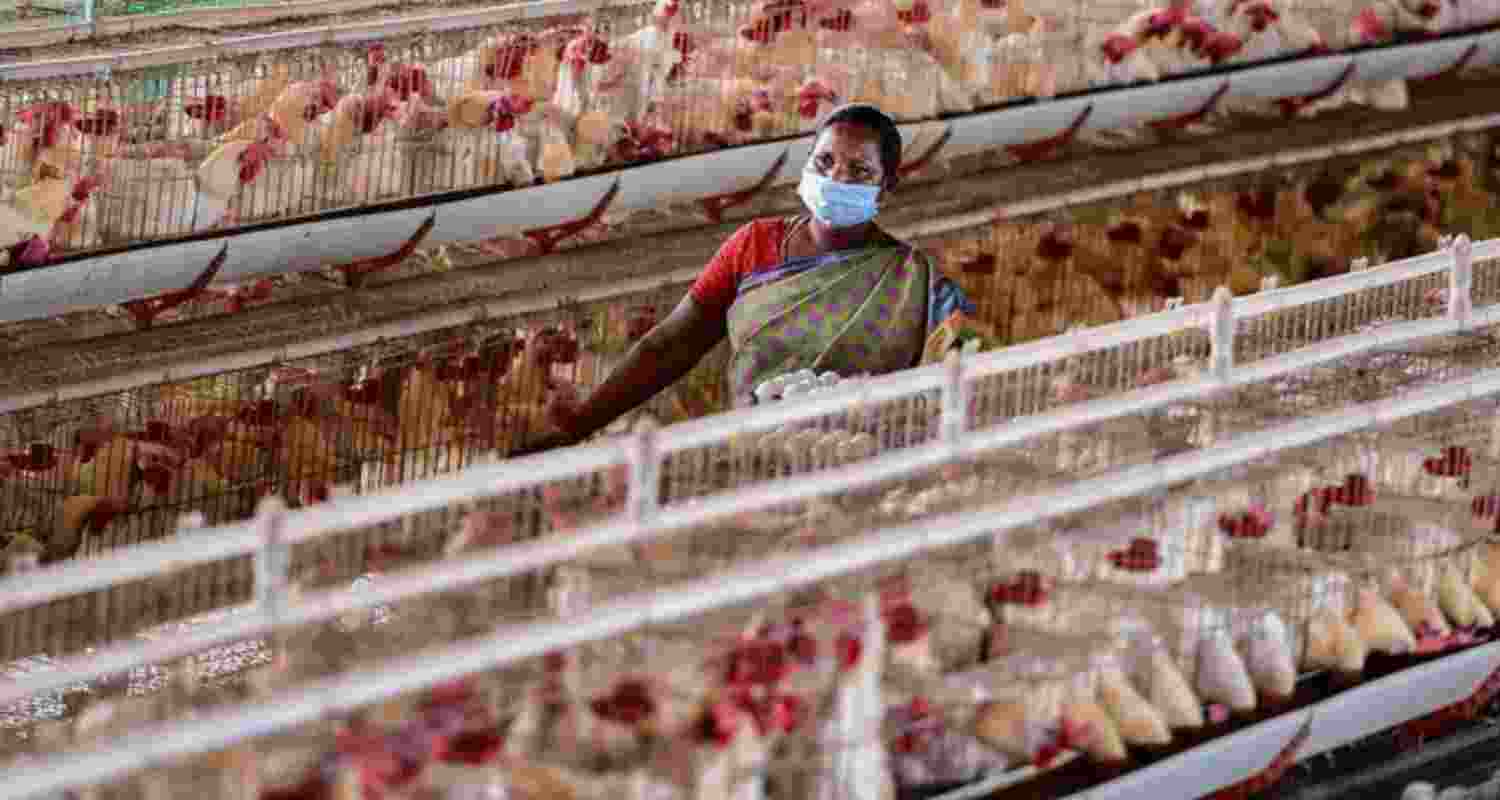 Bird flu in Chhattisgarh, 17,000 birds culled in Raigarh
