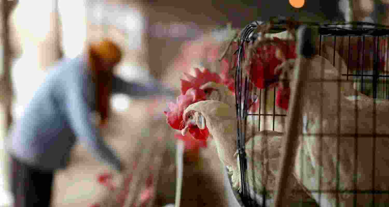 Jharkhand: Bird flu outbreak reported in Bokaro after Ranchi