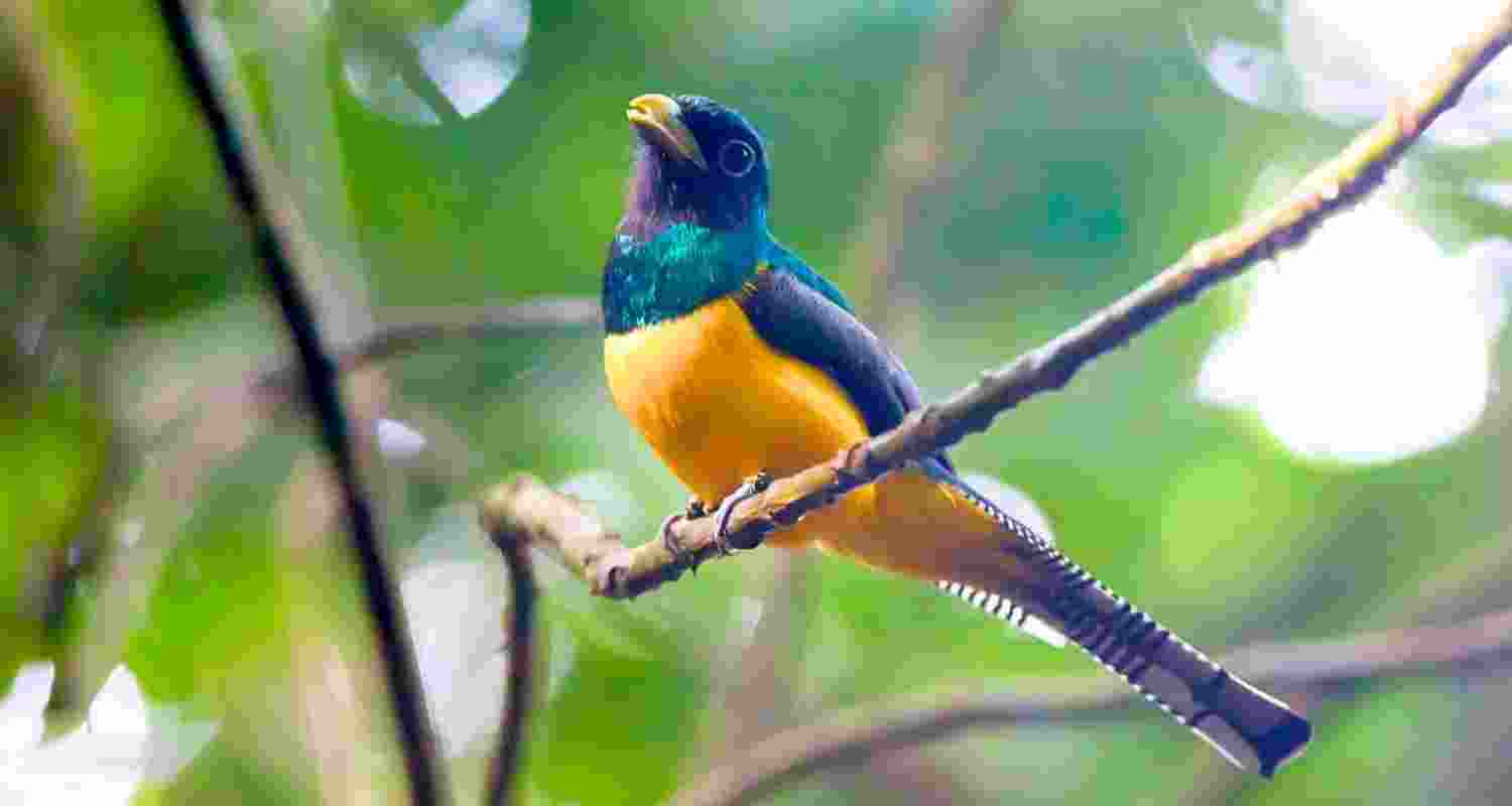 The latest research helps explain why bird numbers are falling even in wild places relatively untouched by humans.