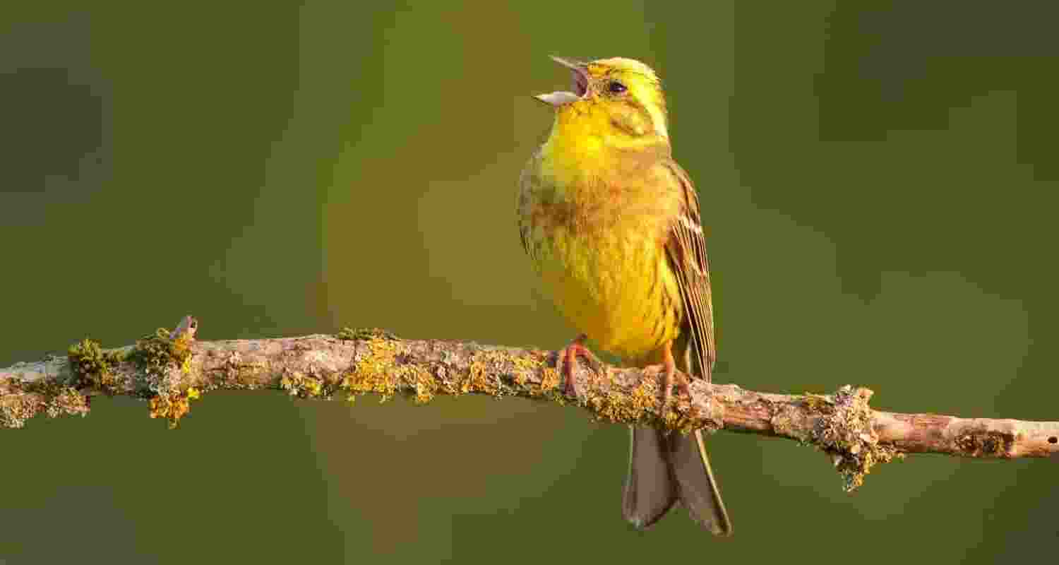 How geography shapes unique accents of birds