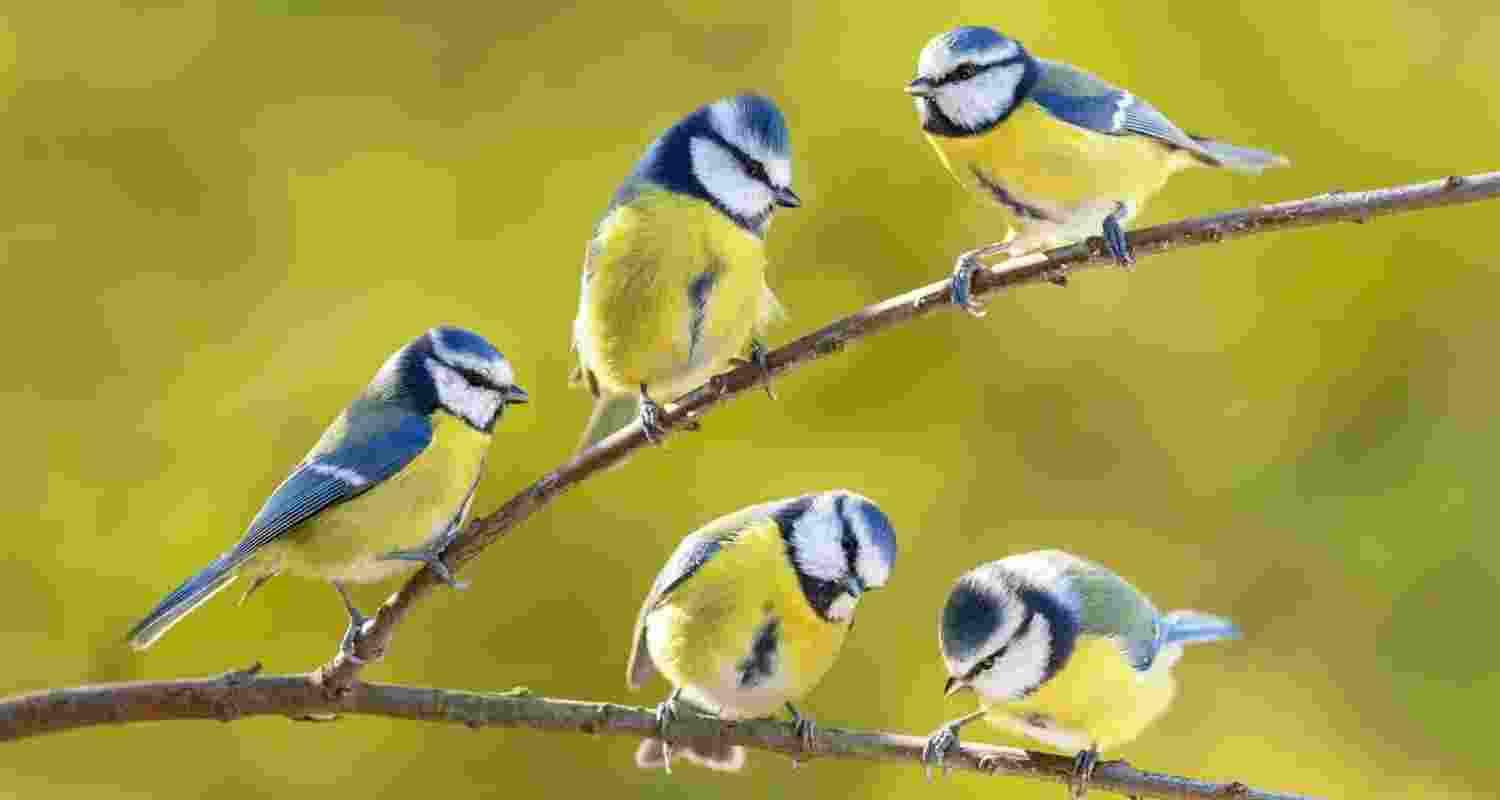 Birds are animal kingdom’s scent experts