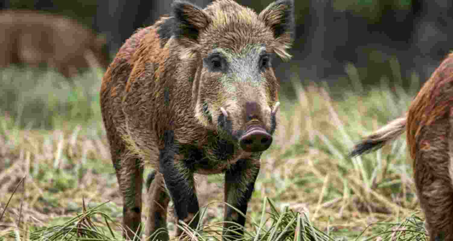 Kerala Min suggests eating wild boar meat to tackle crop damage