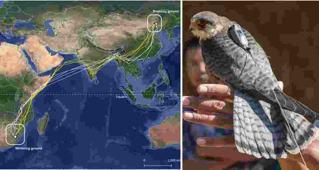 An Amur falcon tagged with a satellite transmitter before release at Chiuluan in Tamenglong district, as scientists and forest officials monitor its migration to African wintering grounds.