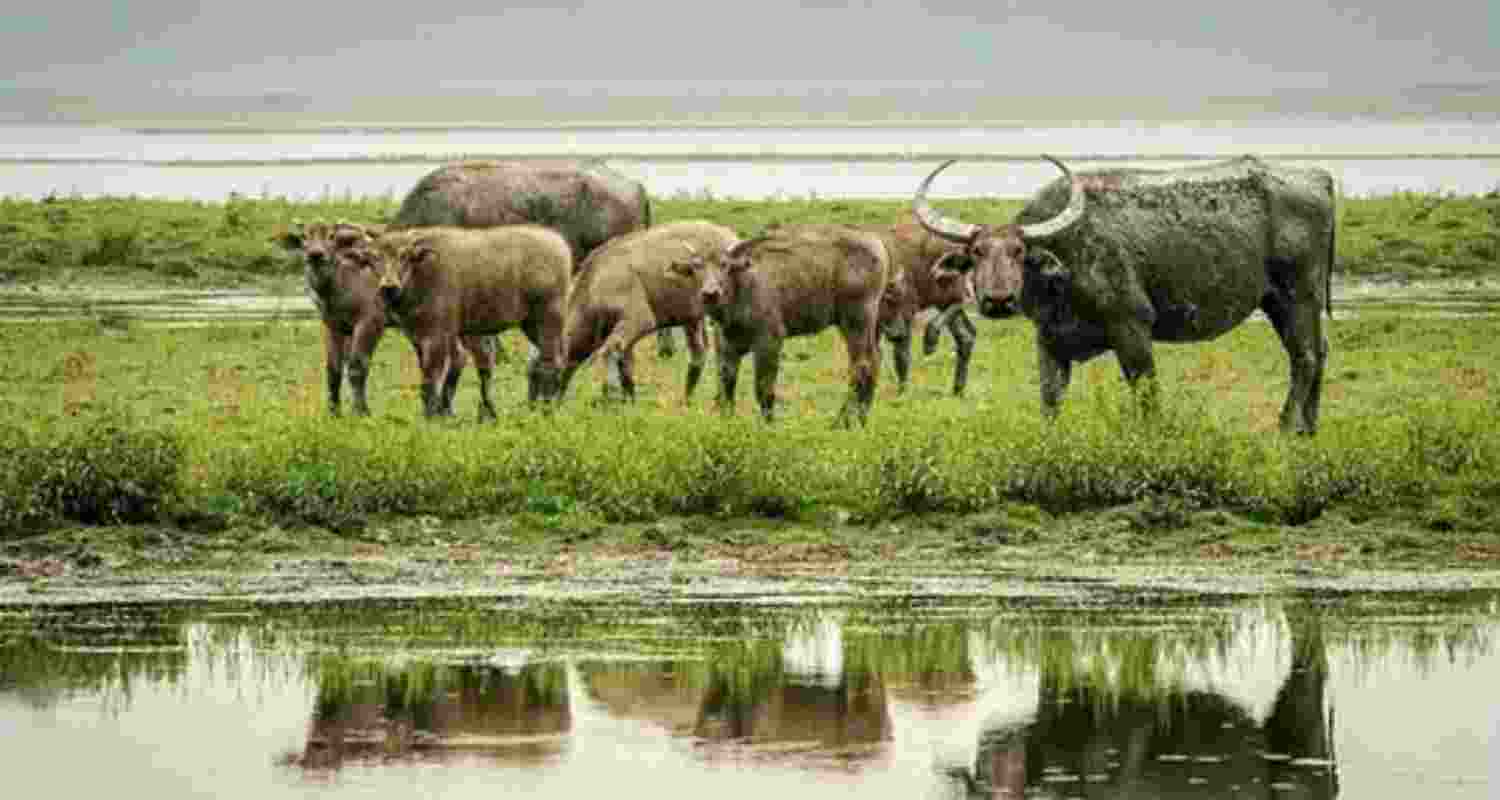 Kaziranga prepares to translocate 50 buffaloes 