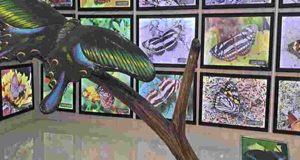Uttarakhand's first butterfly gallery opens in Dehradun