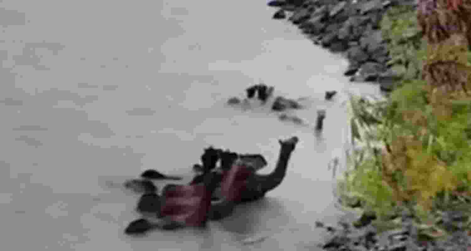 Camels swim their way out of Arabian Sea